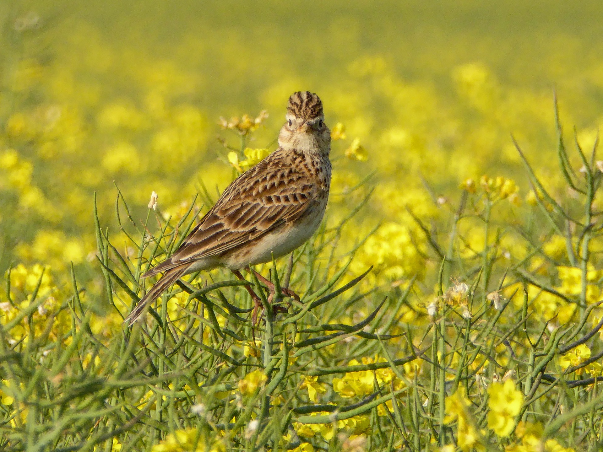 A wild wren on a branch in a field of buttercups.