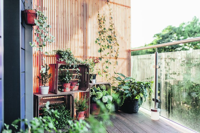 A green and thriving balcony garden.
