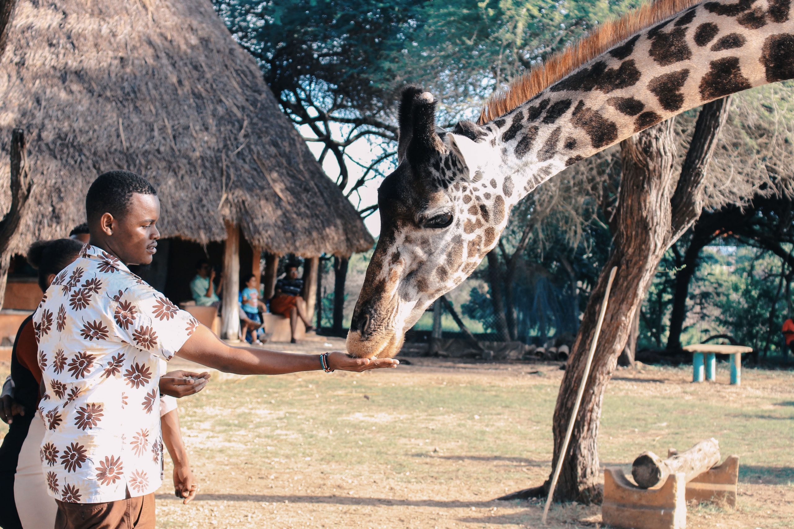 A tourist feeding a giraffe from his hand.
