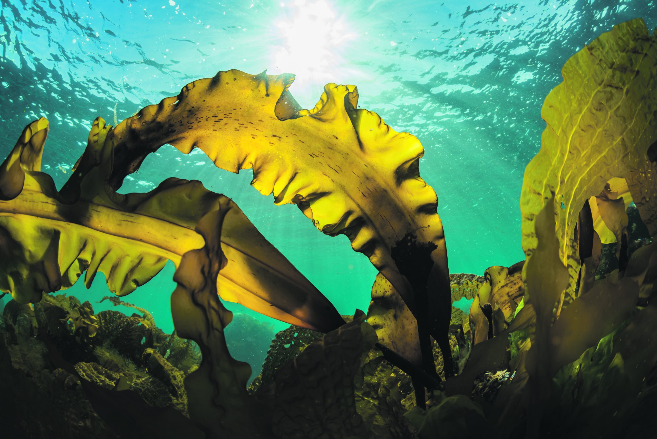 Drifting seaweed in the tide backlit by the sun.