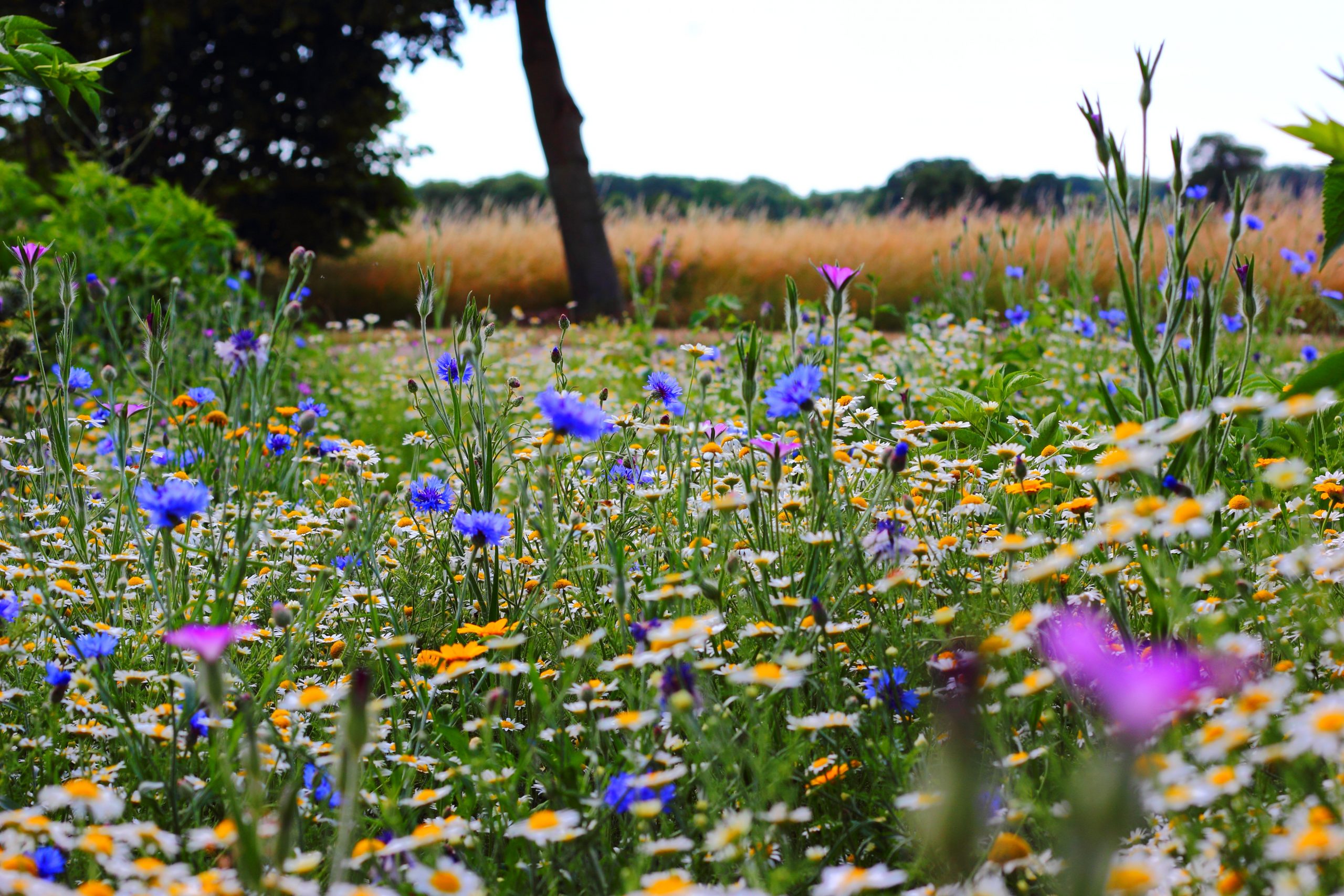 A meadow of flowers - daisies, wild cornflowers and violets.