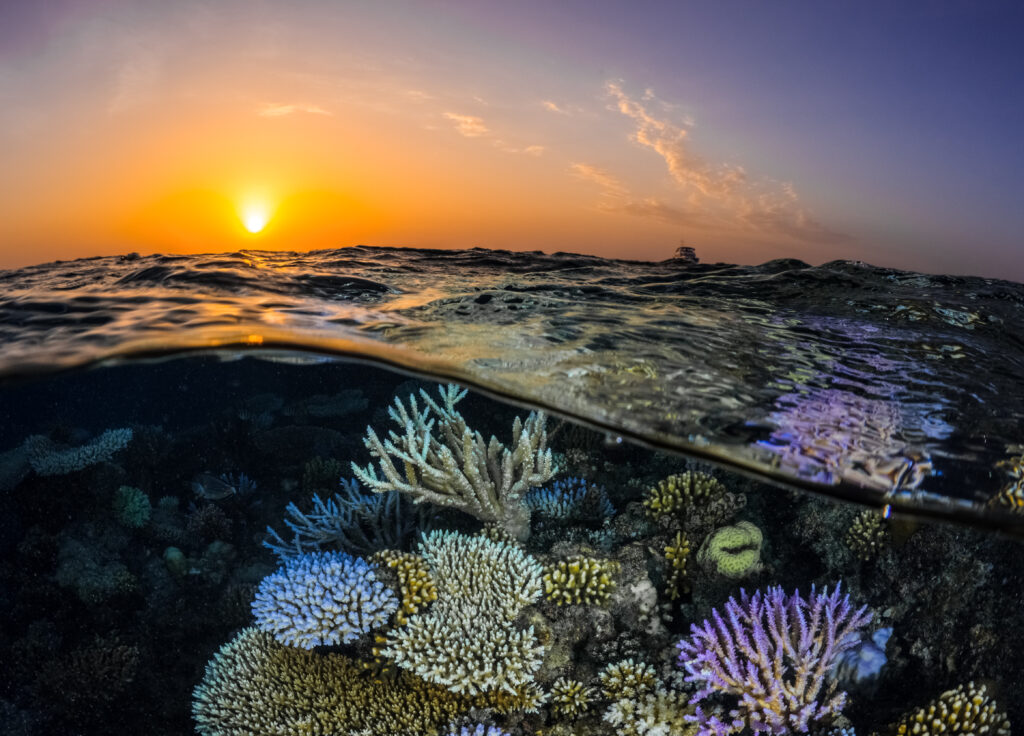 Below the waves at The Red Sea, a coral reef, and above the waves, a beautiful sunset.