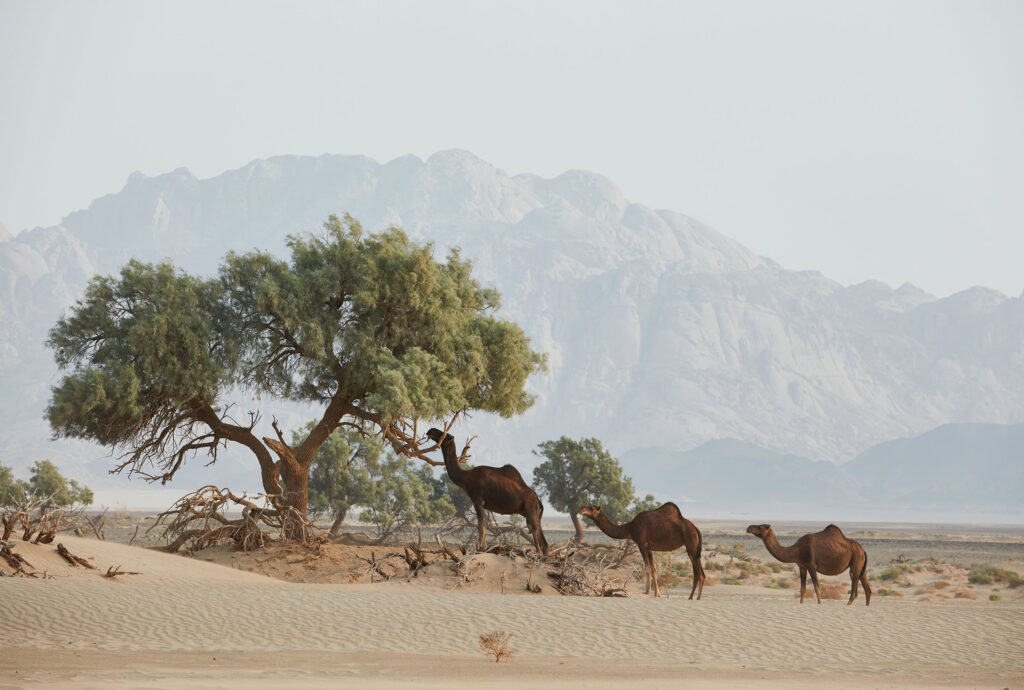 A scenic view of Saudi Arabia's desert.