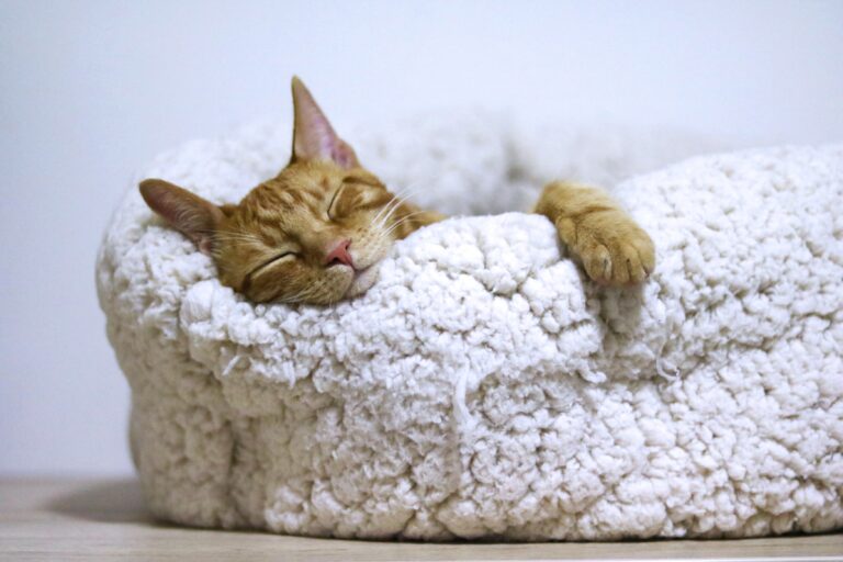 A tabby cat sleeping peacefully in a blanket.
