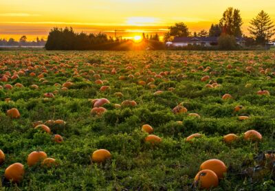 Pick-your-own pumpkin patch farm