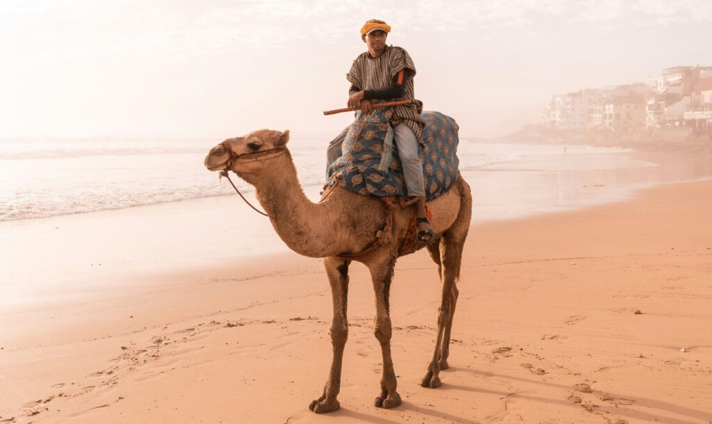 A man on a camel on Taghazout Bay beach in Morocco