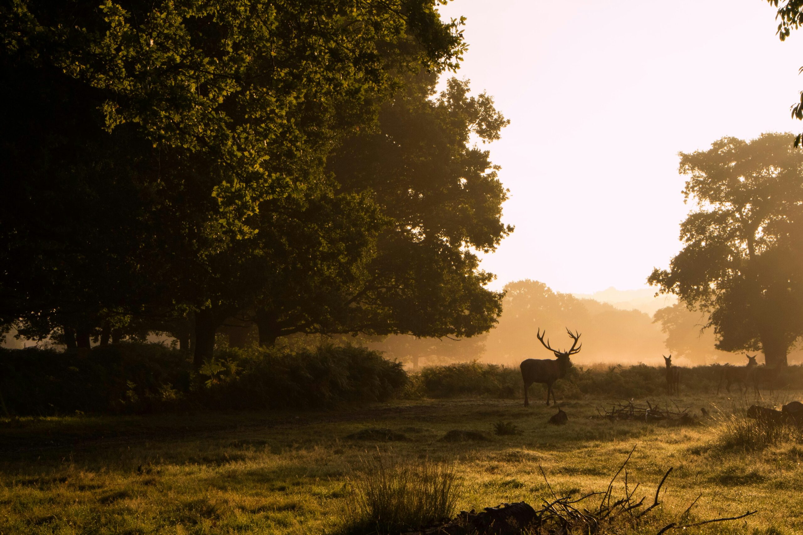 Deer in Richmond Park