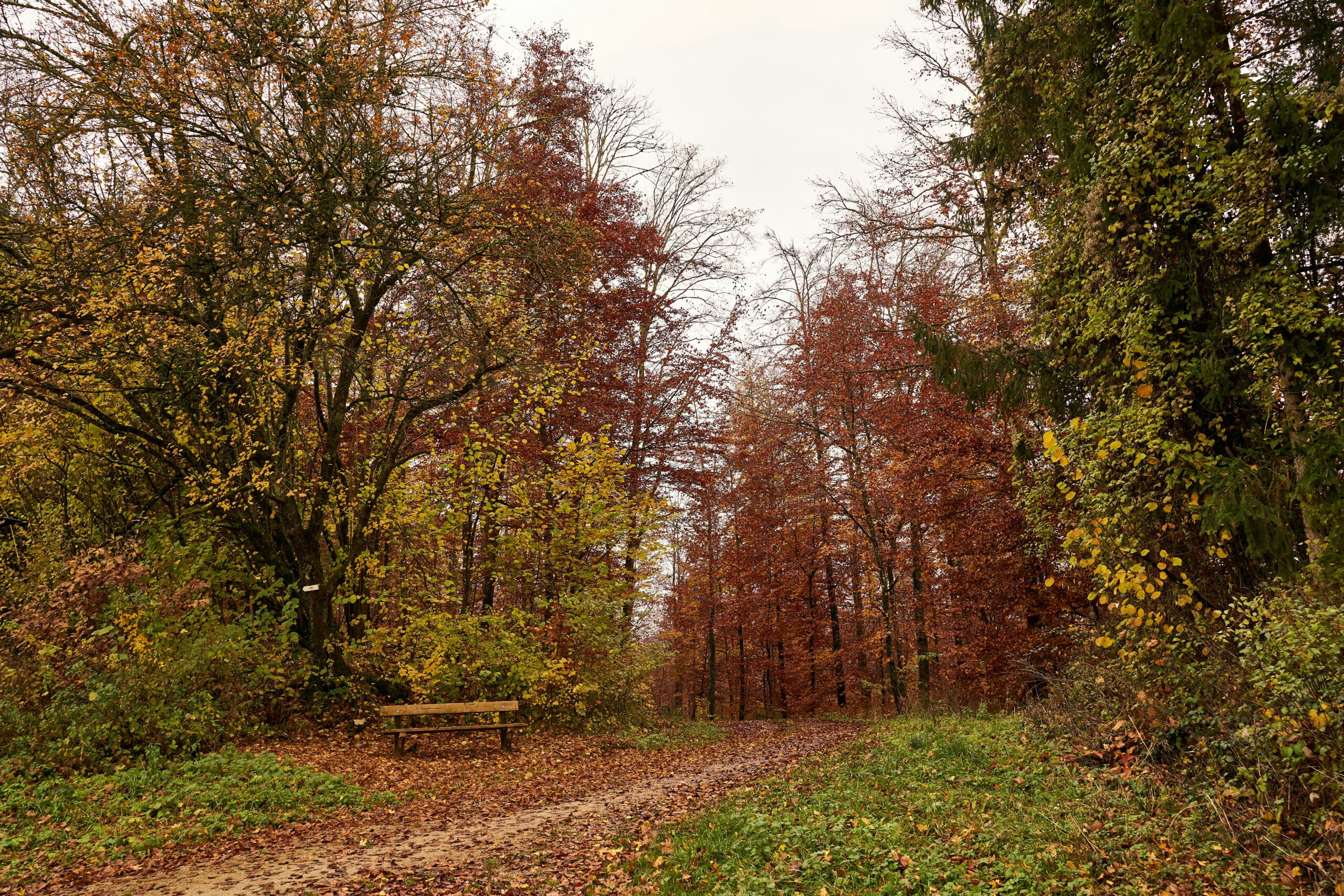 Sherwood Forest
