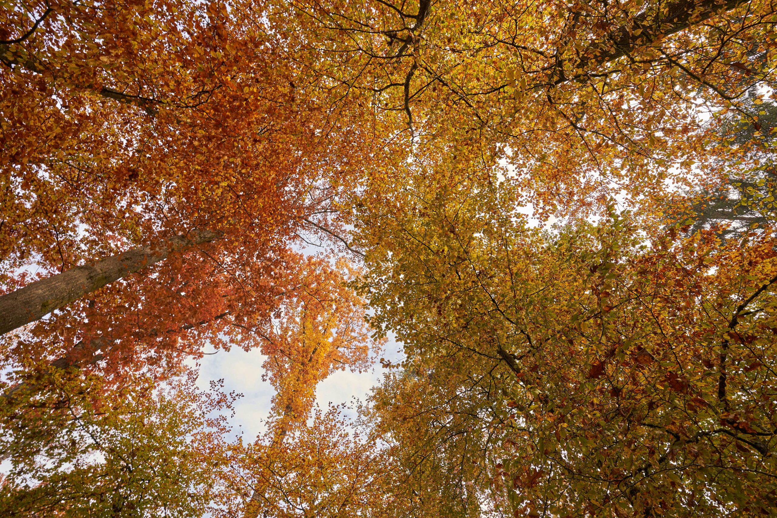 Thetford Forest