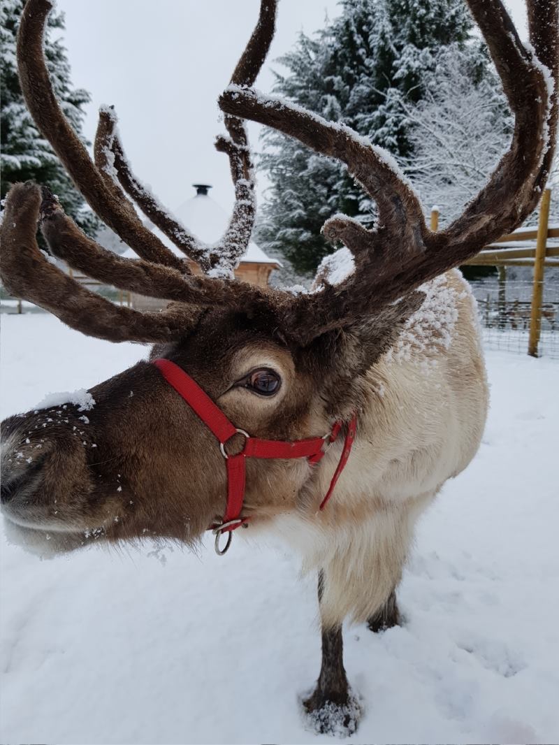 Reindeer in the snow