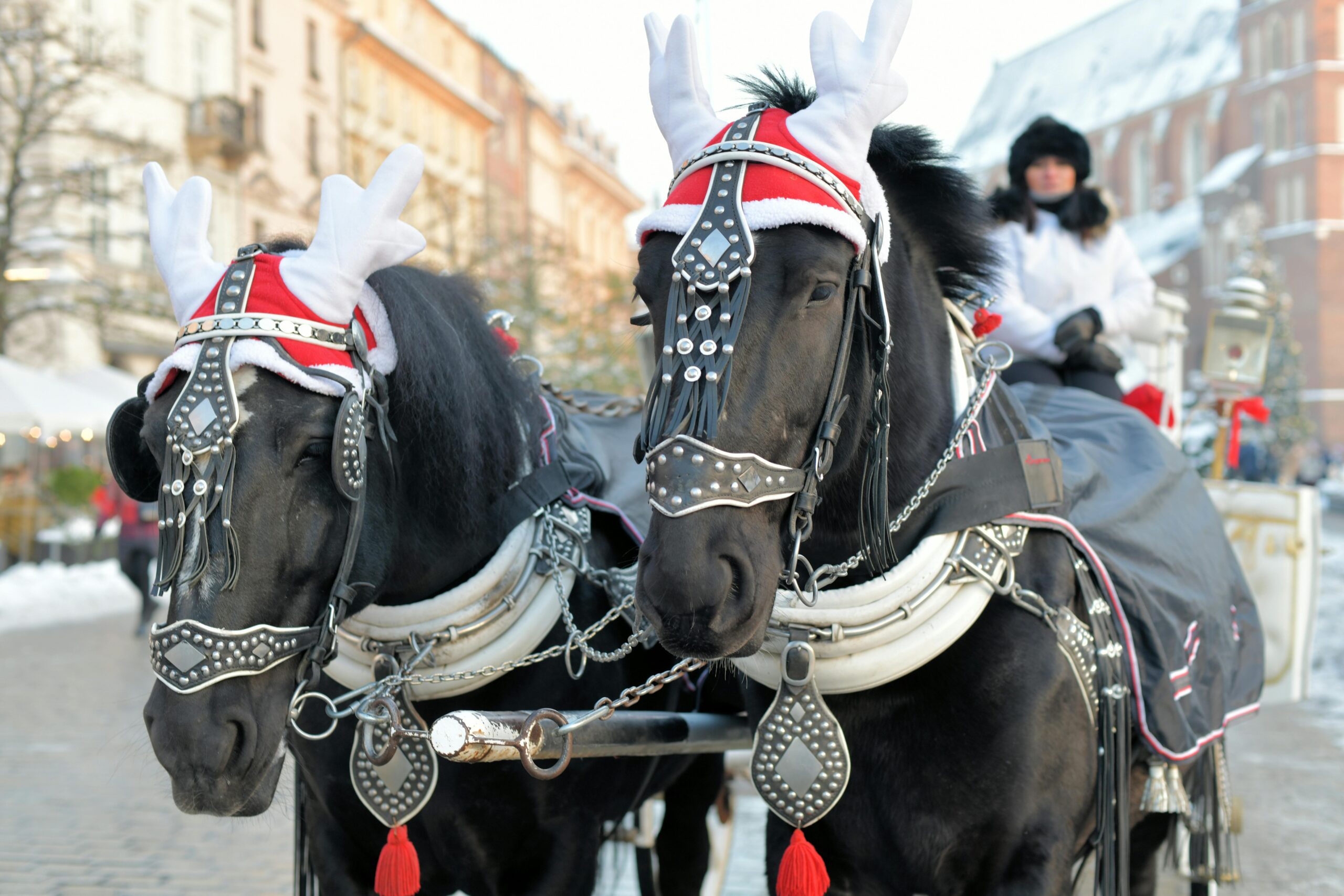 horse drawn carriage at christmas market