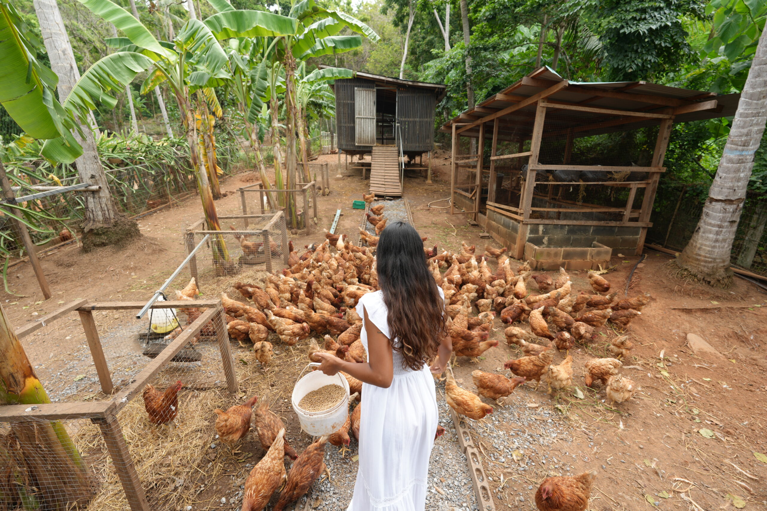 woman feeding chickens at farm