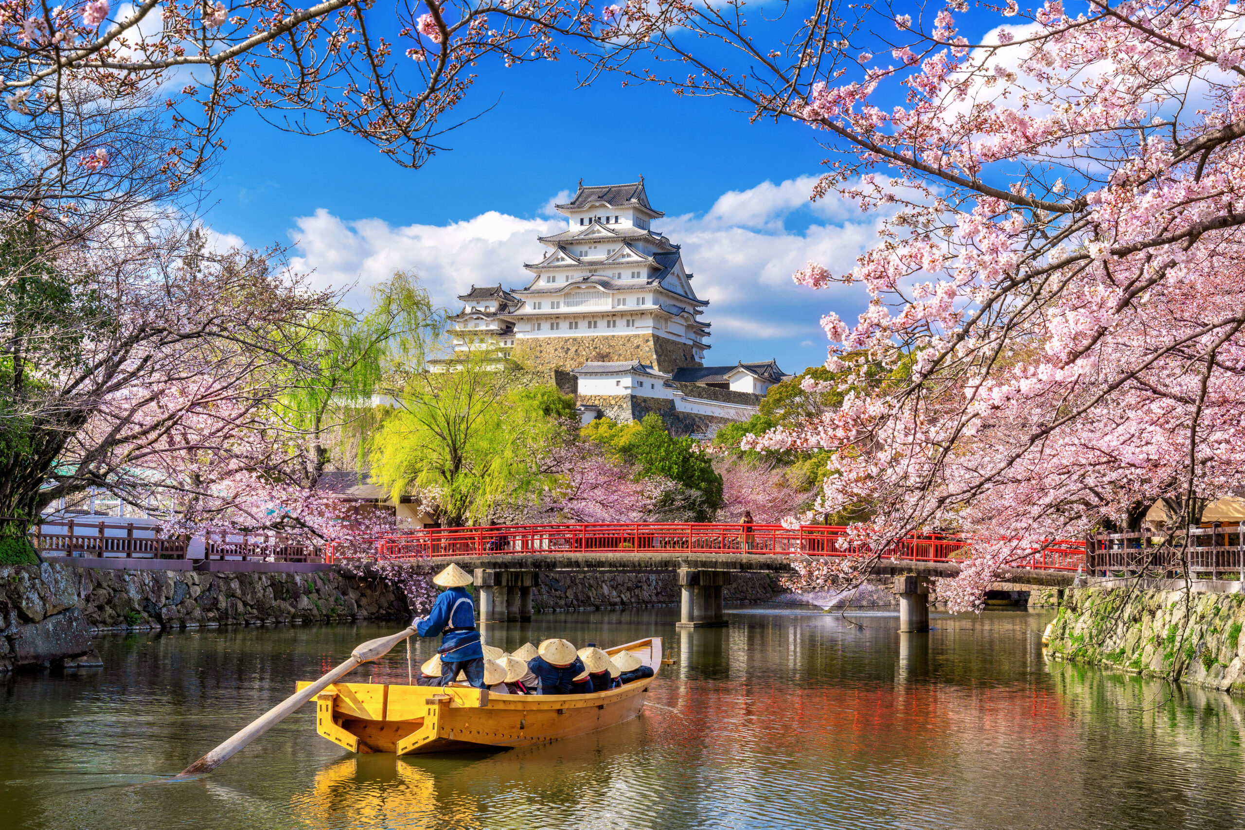 Cherry blossoms and castle in Himeji, Japan.