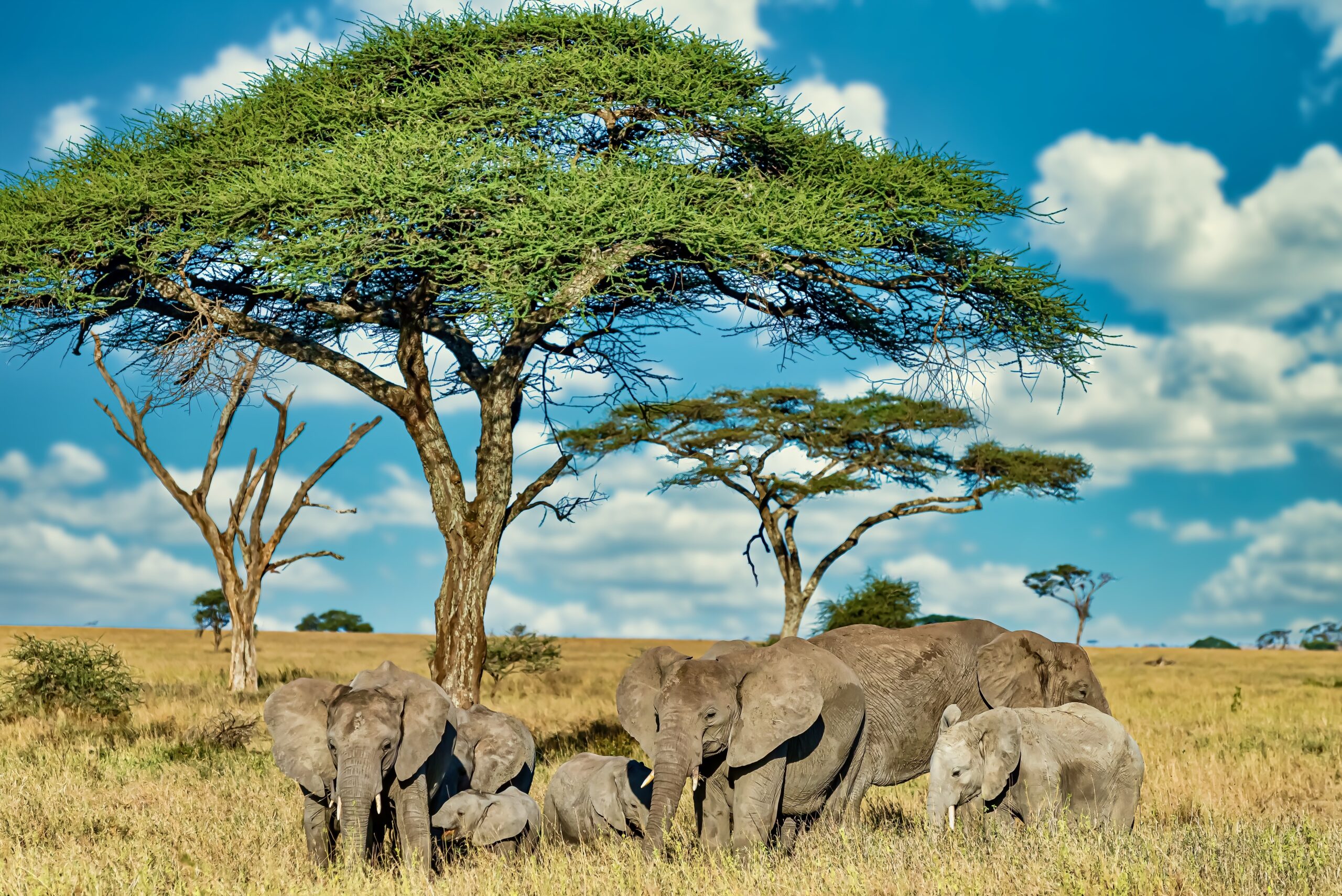 A group of elephants walking on the dry grass in the wilderness