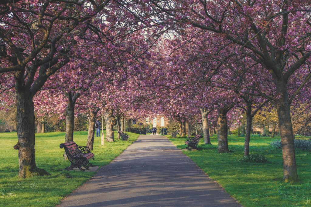 Greenwich Park blossoms