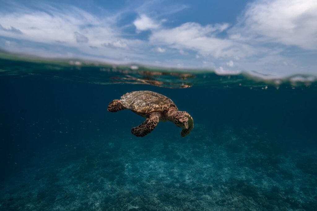 A turtle floating in the sea in the Maldives