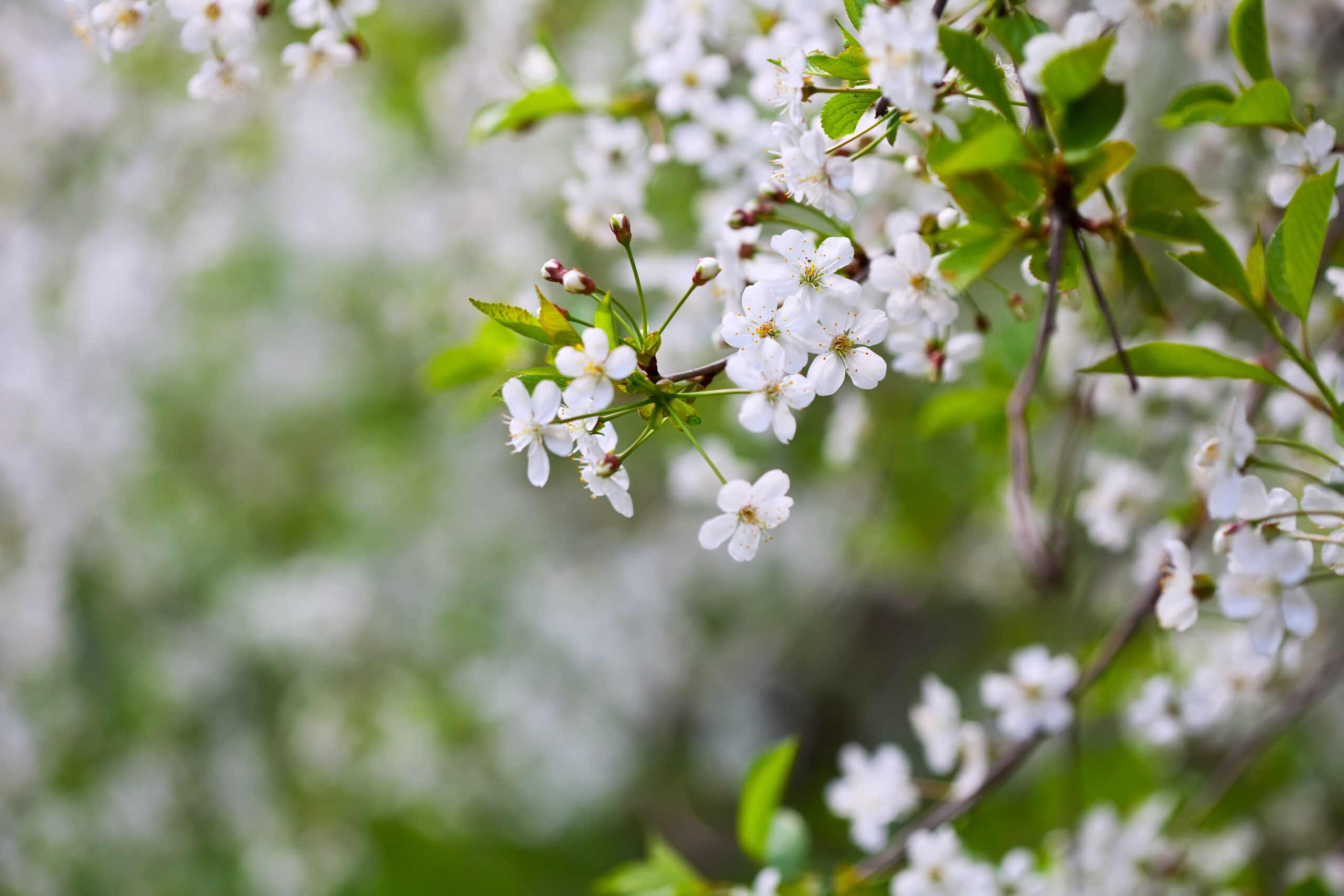 Blossom