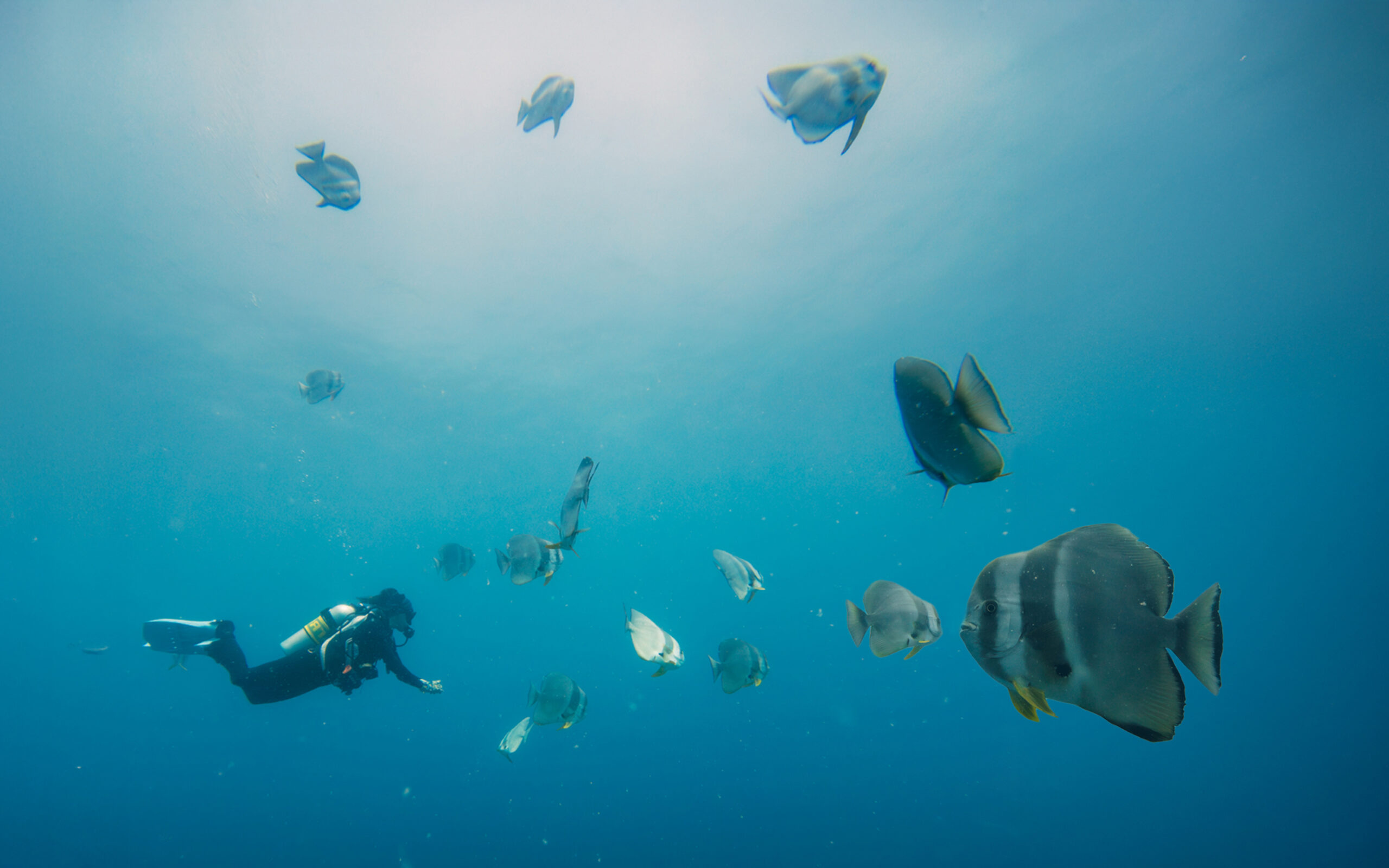 Snorkelling in the sea