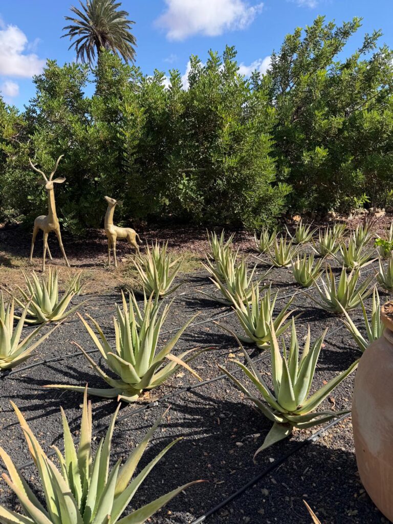 An Aloe Vera Farm, Vidaloe, in Fuerteventura 