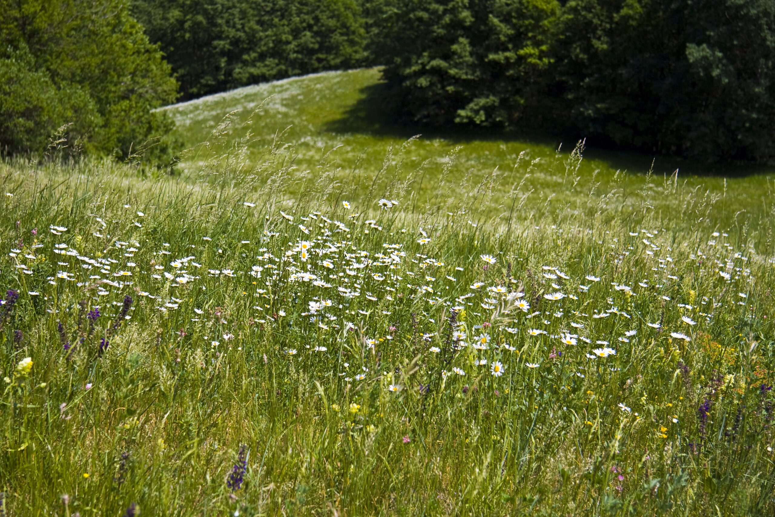 Wildflower meadow