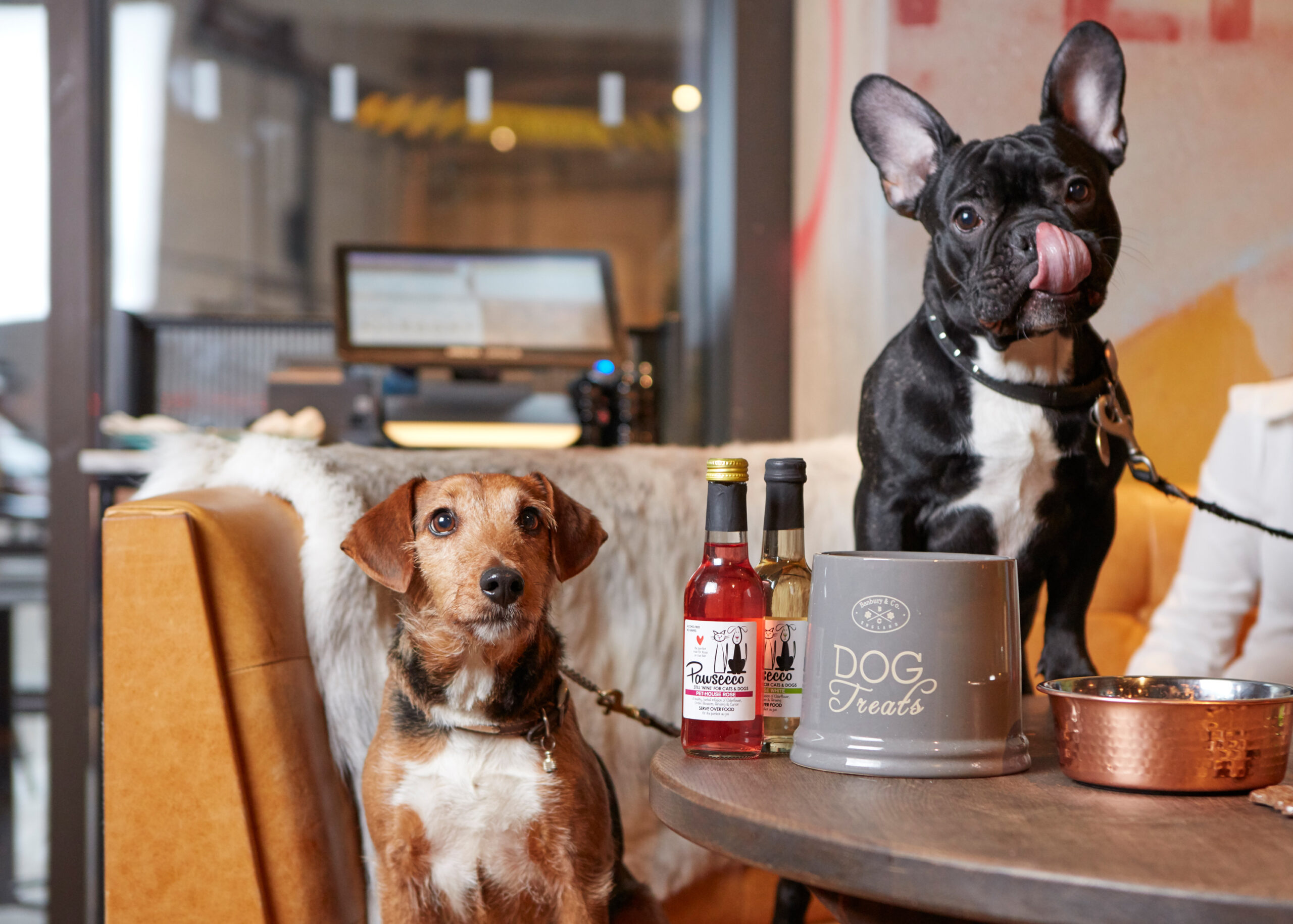 dog on a chair and dog on a table at a Drake & Morgan restaurant with Pawsecco and dog treats