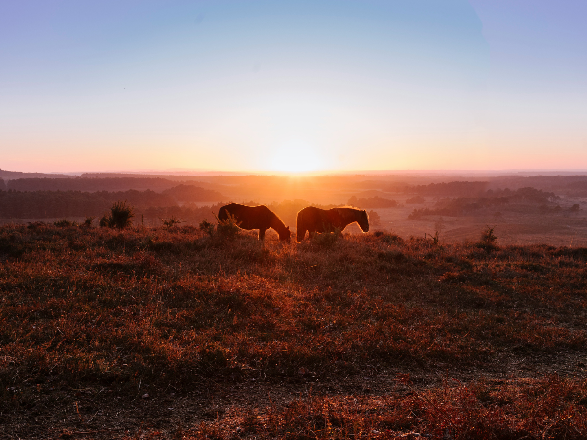 Horses on Setley Plain