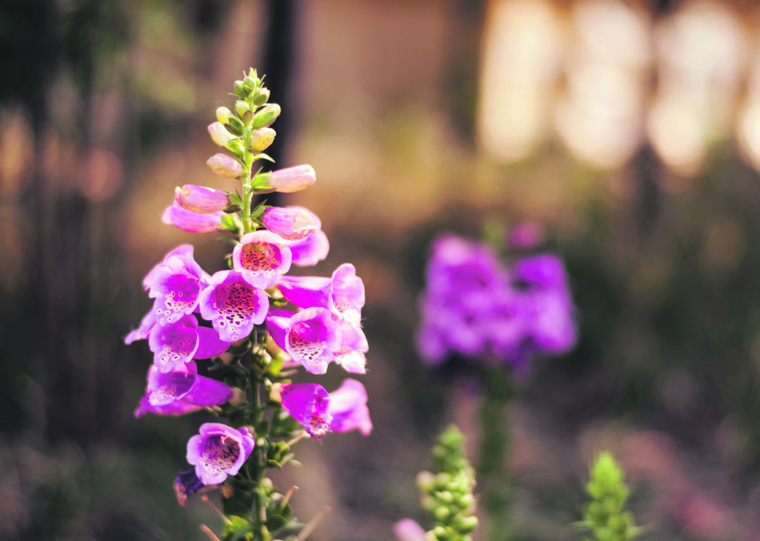 pink beautiful foxglove flowers