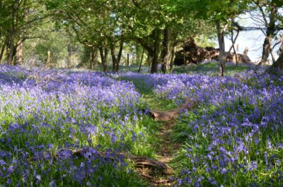 Bluebells in the New Forest