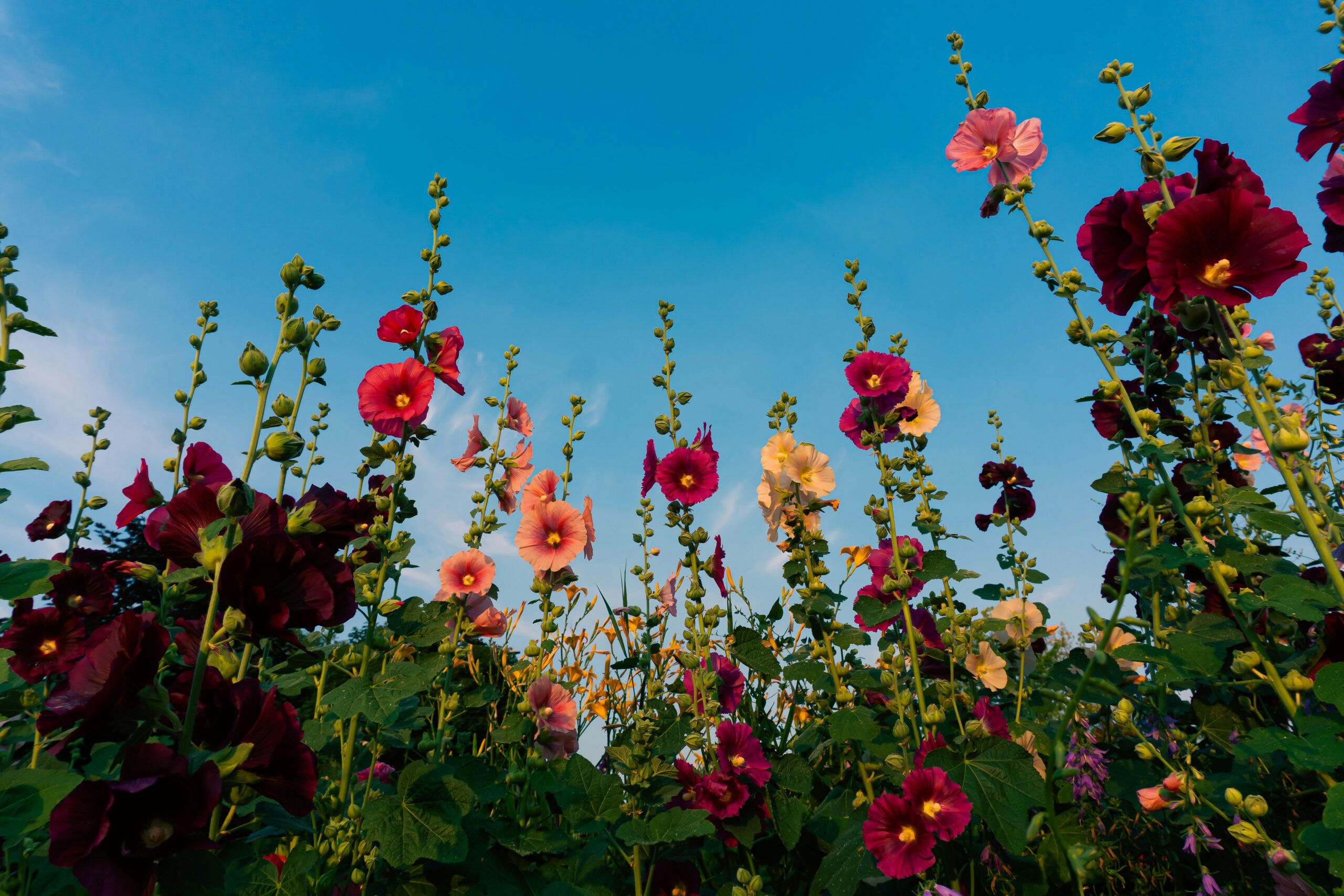 Wild cottagecore flowers