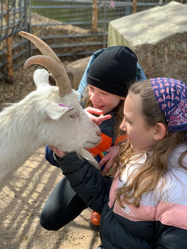 Children pet a goat