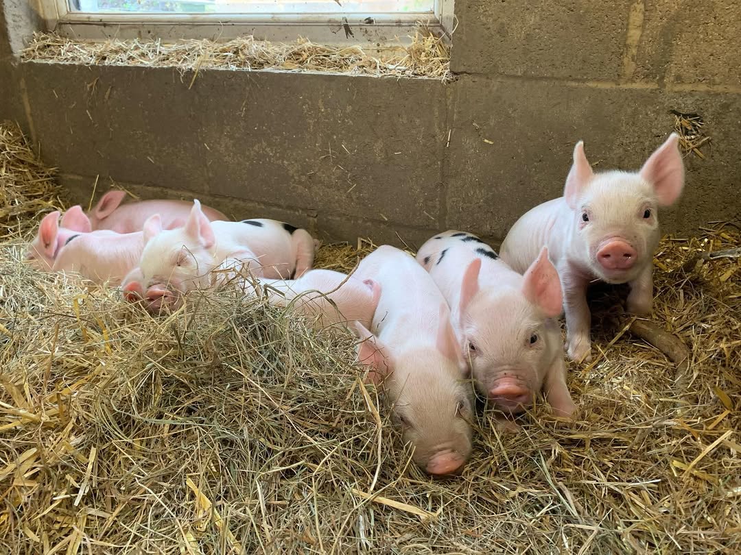 Piglets at Vauxhall City Farm