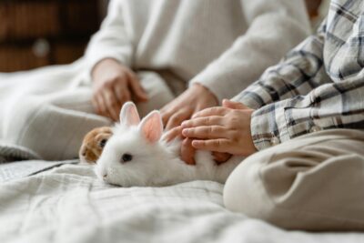 Two children playing with small bunny rabbits