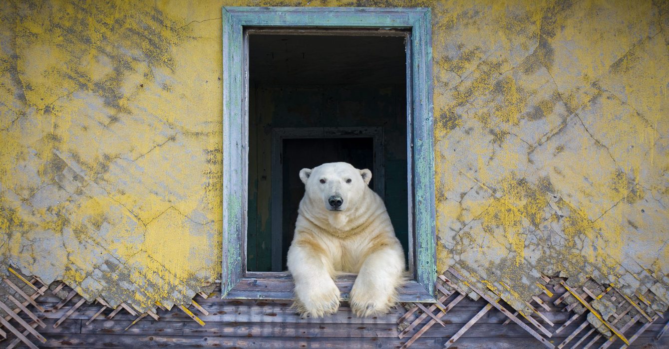 Polar frame by Dmitry Kokh, Russia. Highly commended, Animal Portraits. © Dmitry Kokh, Wildlife Photographer of the Year