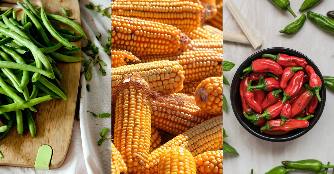 Three separate pictures of green beans, sweetcorn and red peppers, to contrast their colours.