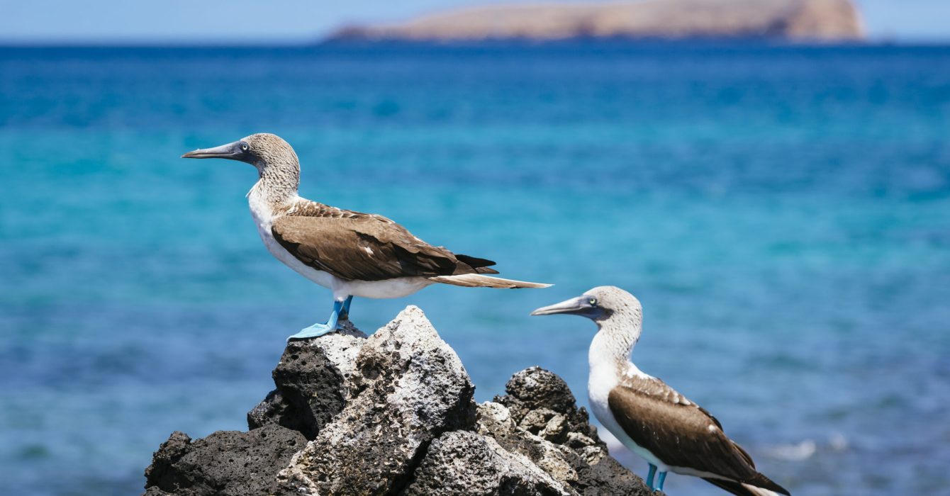 Blue Footed Booby's, Santa Cruz  Island