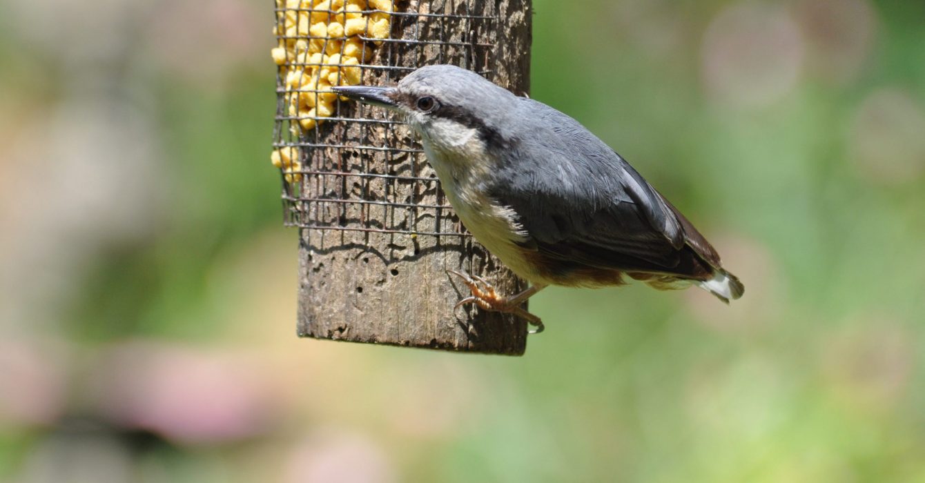 A wild bird feeds from Idle Valley's bird feeder