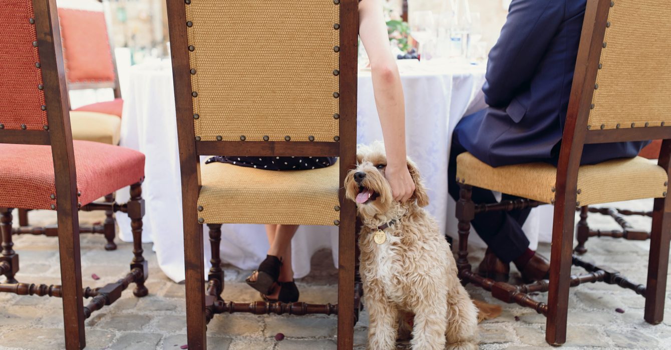 Happy fluffy dog sits behind the chair while woman strokes it