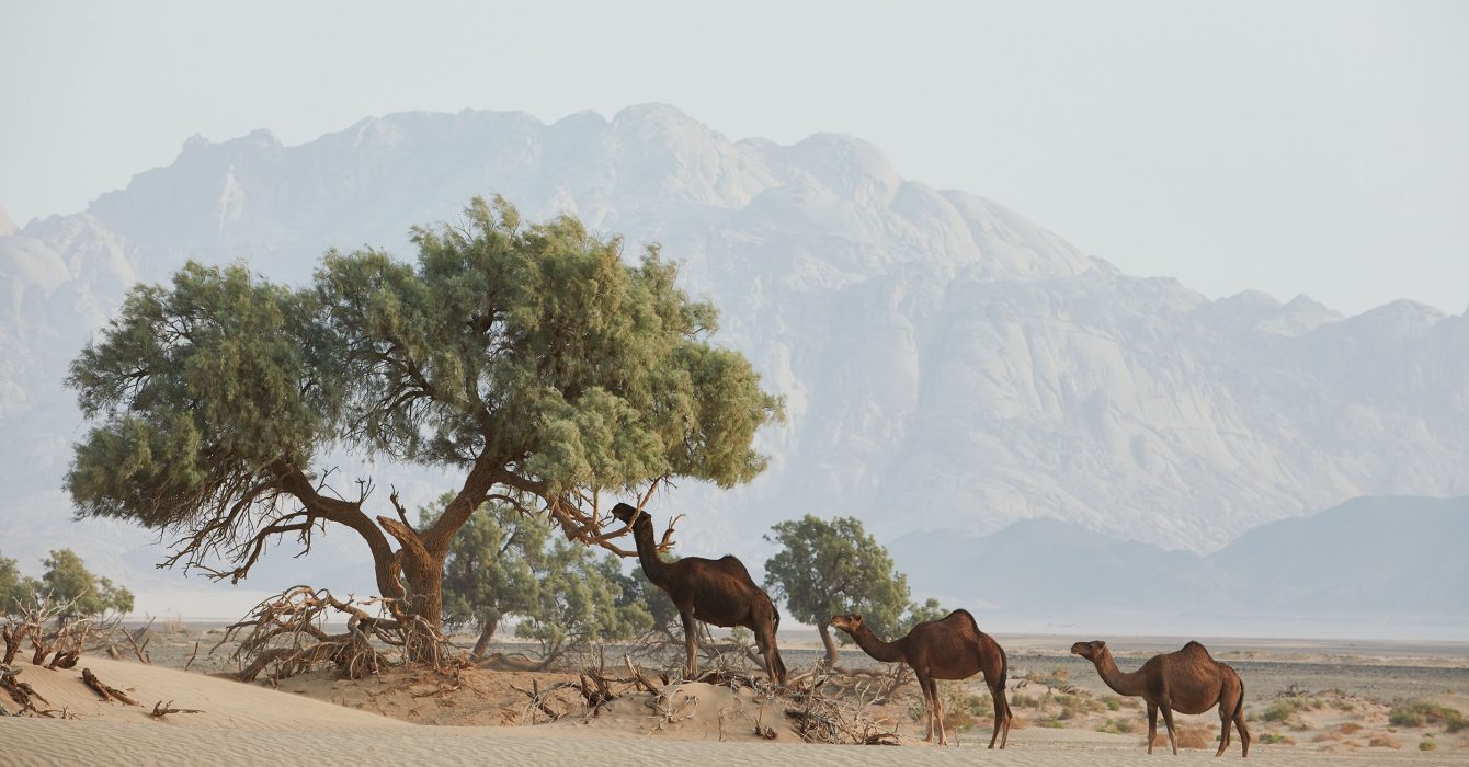 A scenic view of Saudi Arabia's desert.