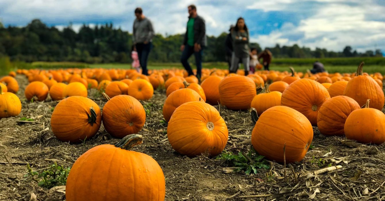 Pumpkin patch near London