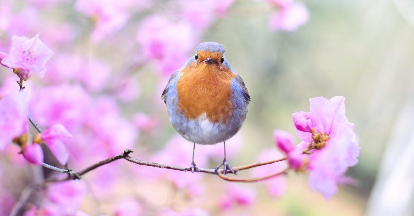A red-crested robin sitting on a branch with pink blossom.