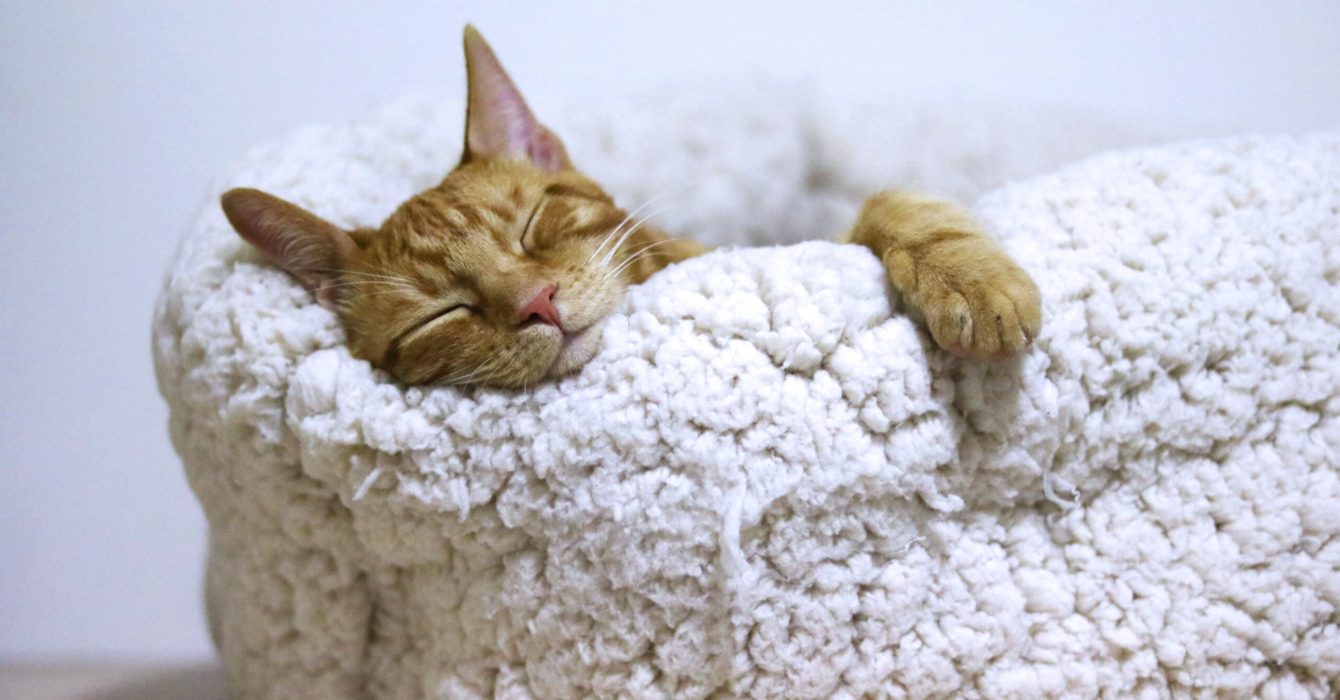 A tabby cat sleeping peacefully in a blanket.