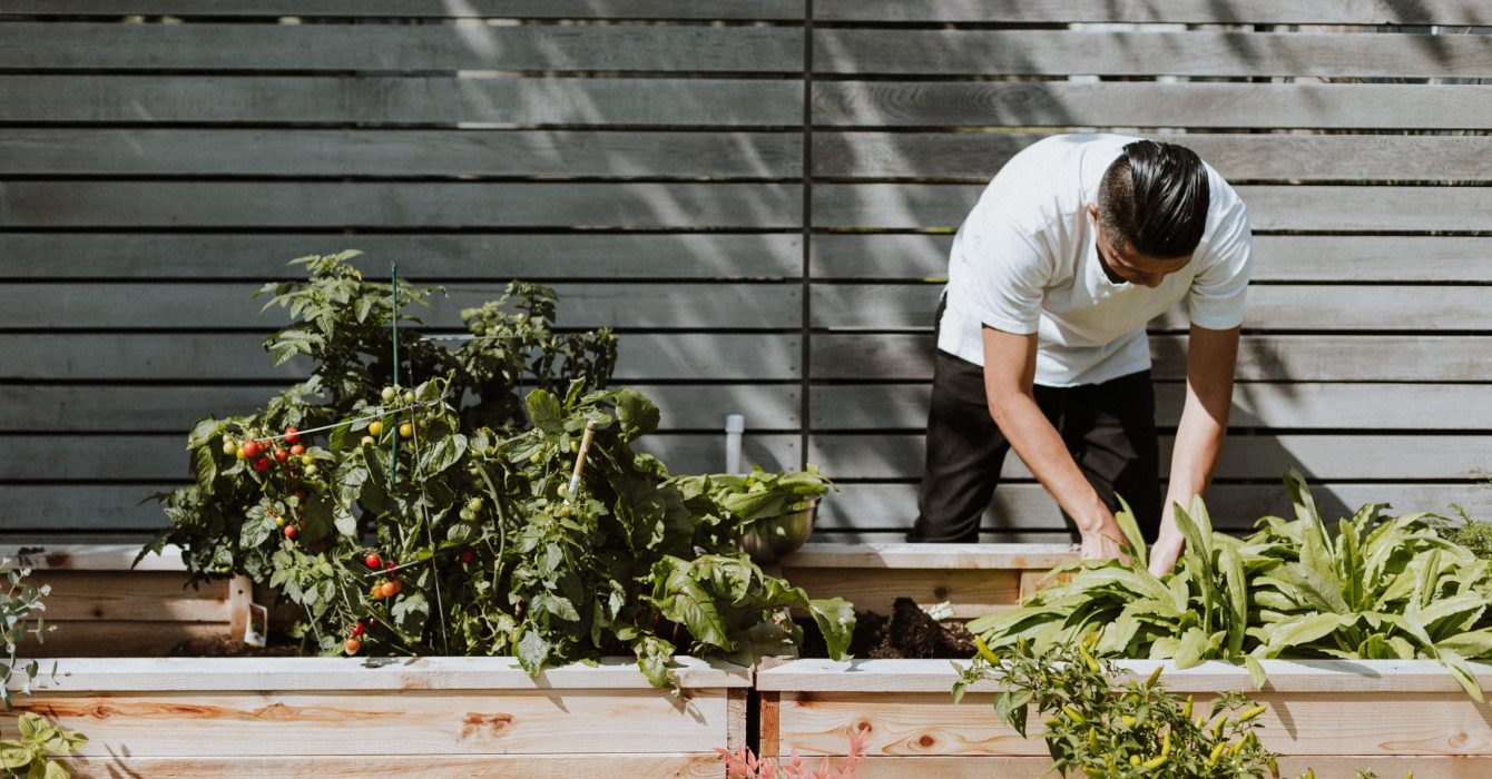 A gardener planting seeds in his kitchen garden.