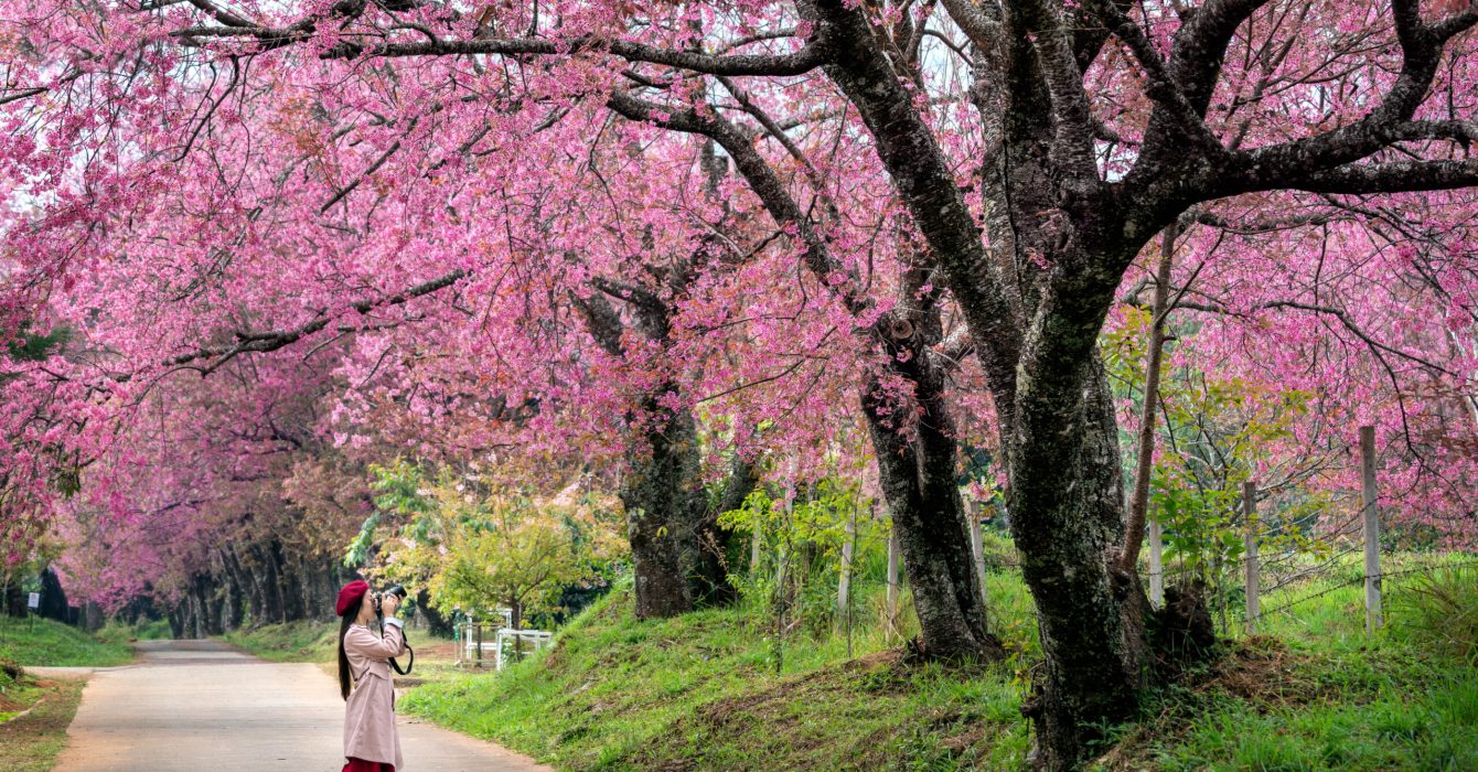 Tourist take a photo at pink cherry blossom in spring.